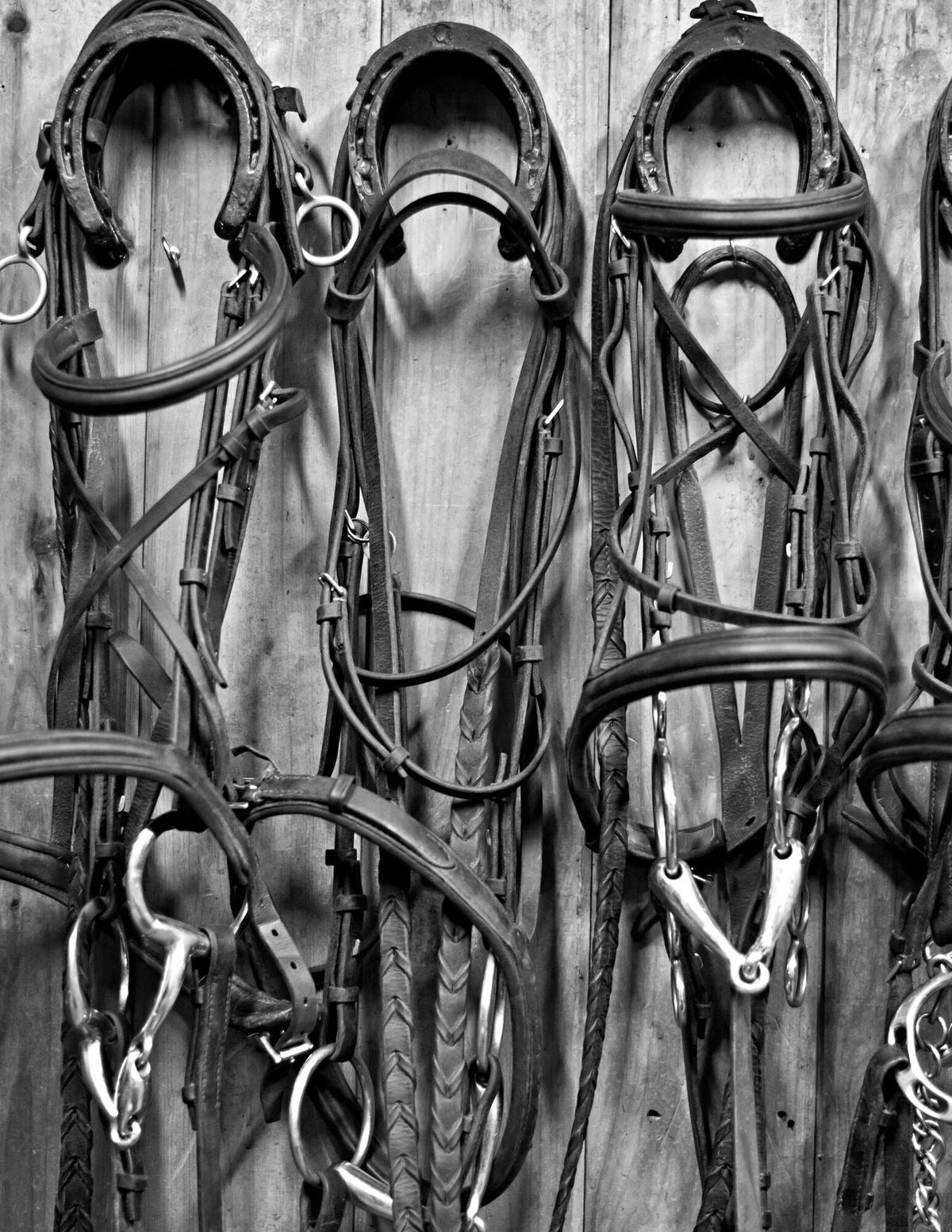 Snaffle Collection